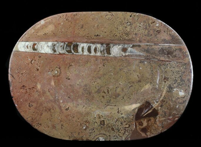 -/ Fossil Orthoceras & Goniatite Plate - Stoneware #38036